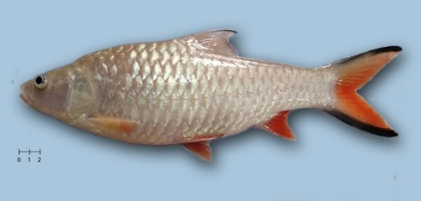 hampala ikan